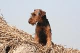 WELSH TERRIER 086
